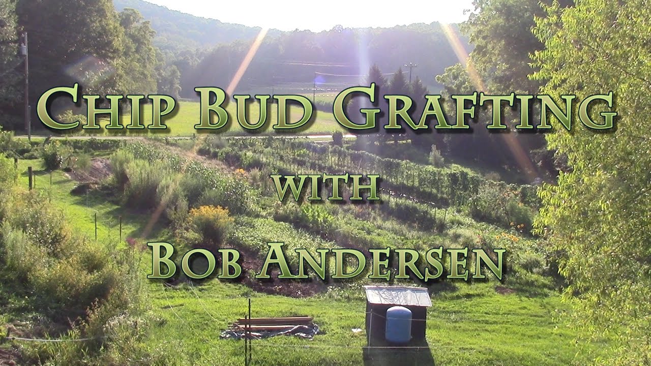 Chip Bud Grafting with Bob Andersen
