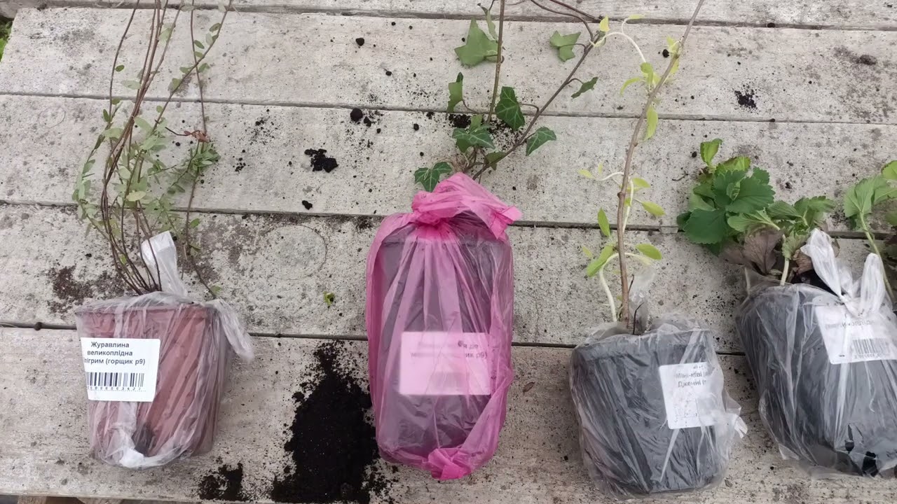 Розпаковка саджанців з маг. Василь Іванович. Посилання на сайт в описі під відео. Укрпошта= проблеми