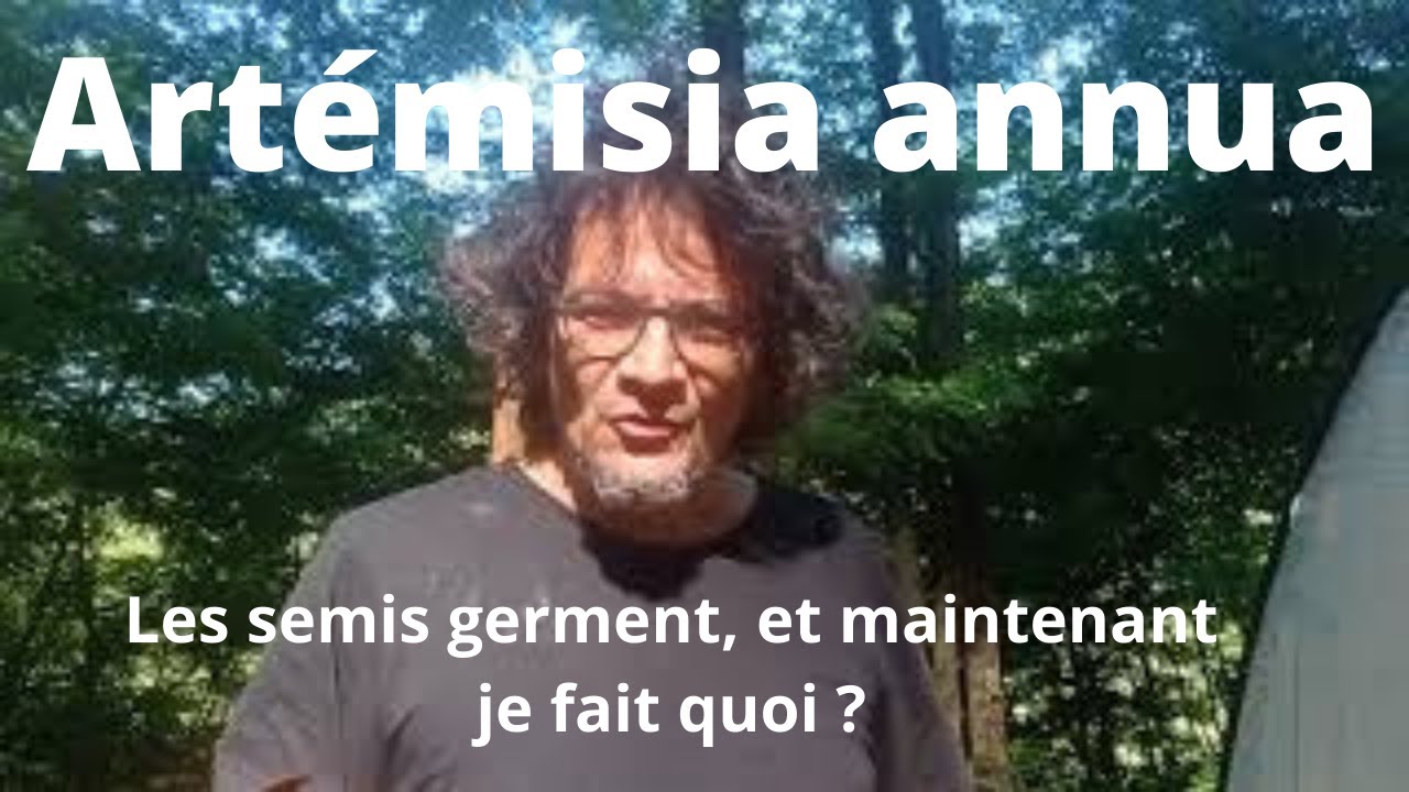 Artémisia annua . Les semis germent . Et maintenant je fait quoi ?