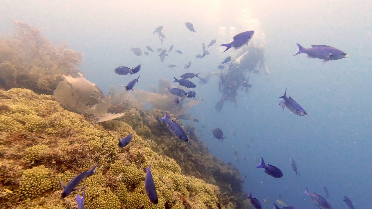 Scuba Diving at Catalina Wall | Catalina Island | Trip to Punta Cana, Dominican Republic 2021