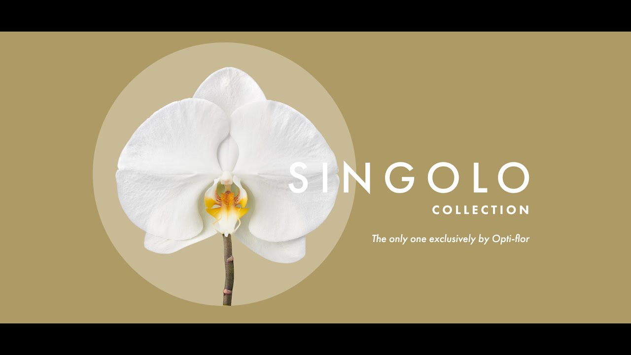 Opti-flor Singolo Collection