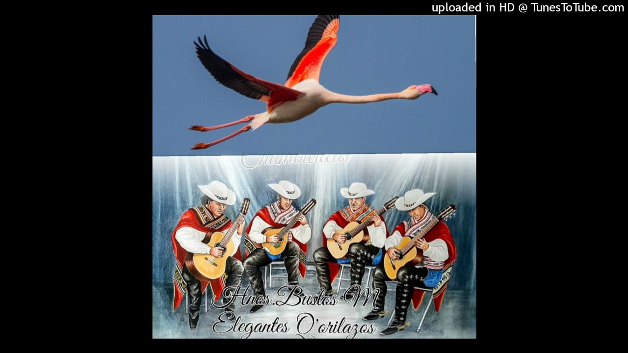Conj.Elegantes Q'orilazos de chumbivilcas. 