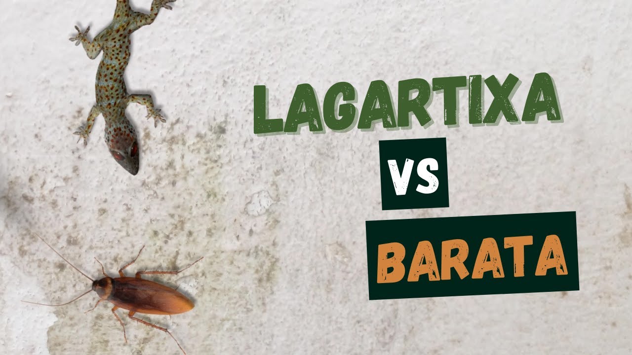 LAGARTIXA CA&Ccedil;A BARATA - JOGOS PARA GATOS / LIZARD VS COCKROACH