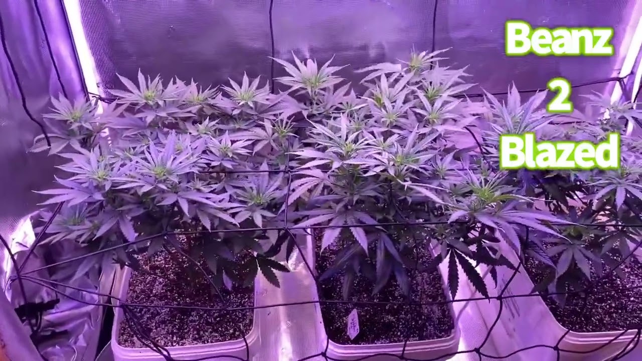 Kind LEDs X80 & X-420 at 25% with the Targeted spectrum UV/IR at 25% too!!! @gorillagrowtent