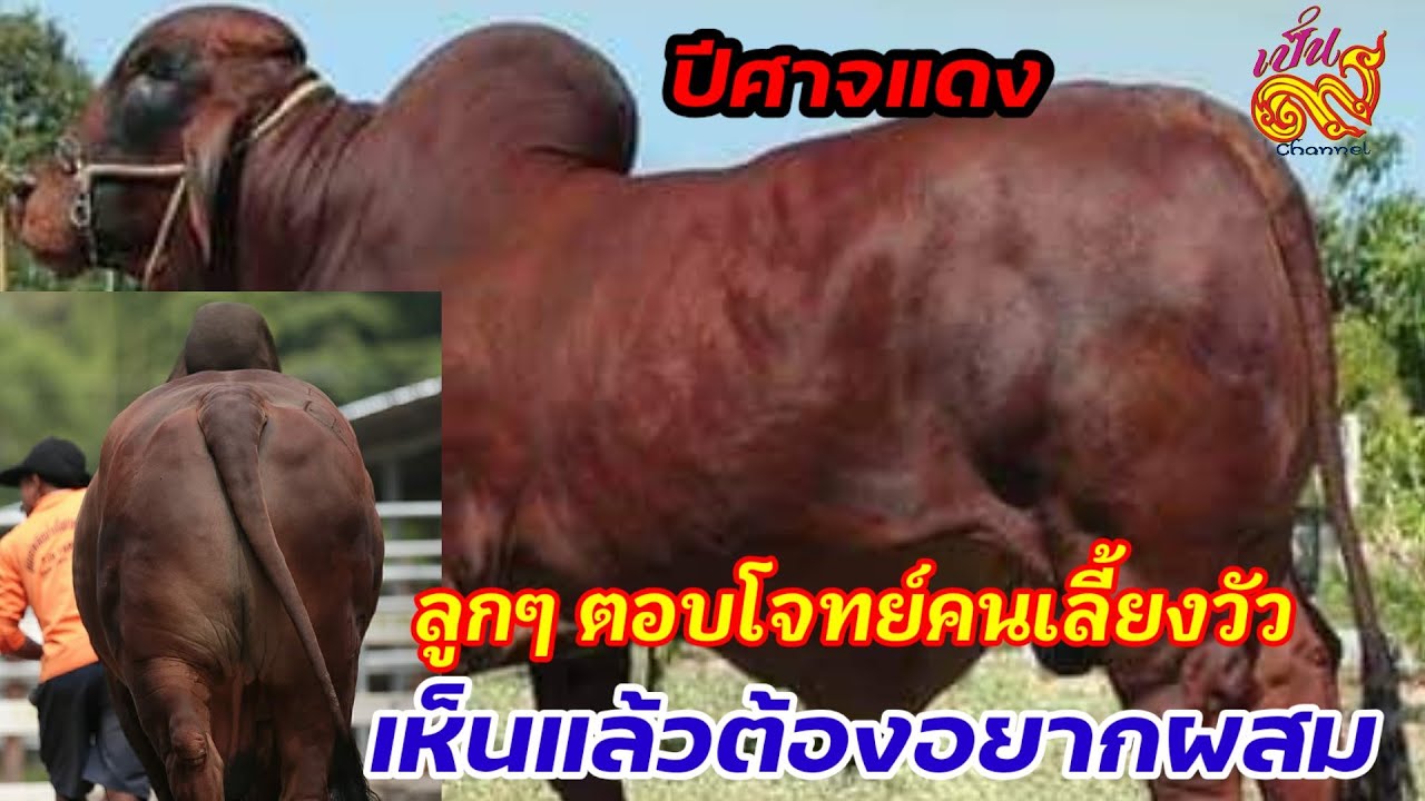 PZ​ 130​ เจ้า​ปีศาจ​แดง​ พ่อพันธุ์​ที่คนถามหาอยากดูมาก​ ผลงานเป็นไง #บราห์มันแดง #ตามหาฟาร์มจริง