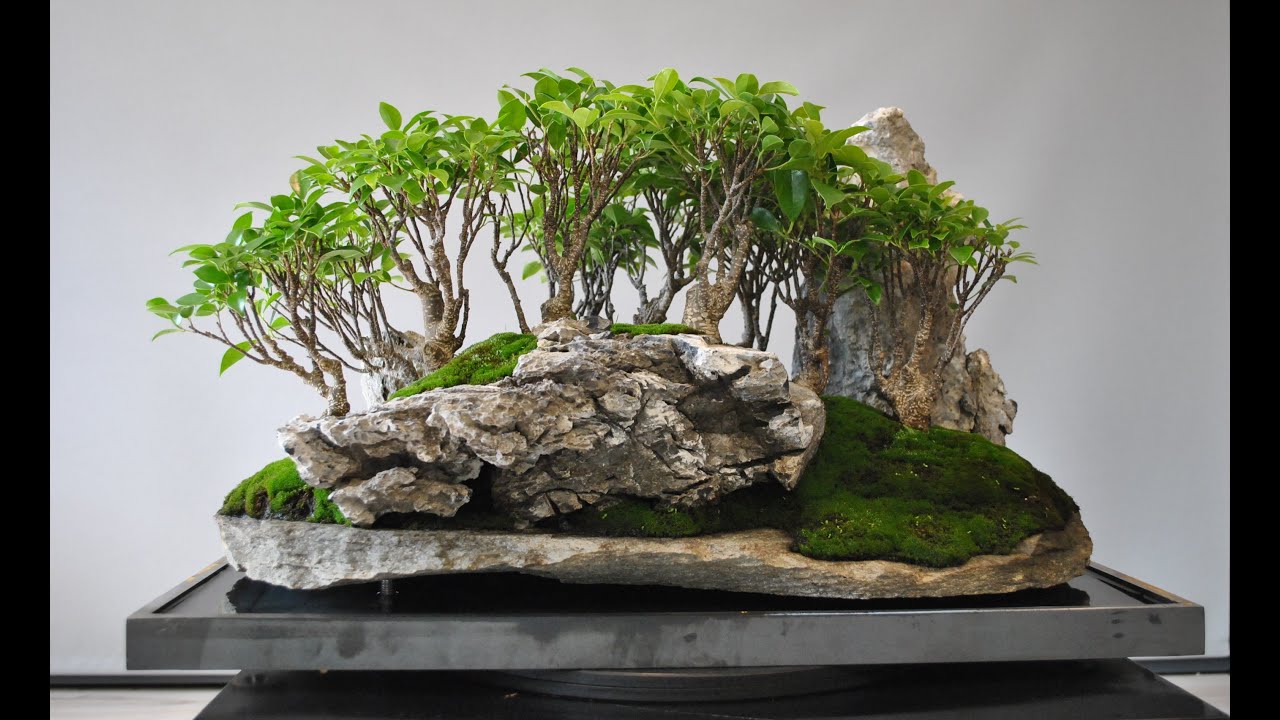 FICUS MICROCARPA penjing forest
