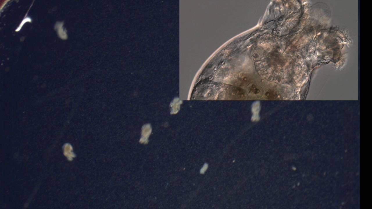 Brachionid Rotifer Life Cycle