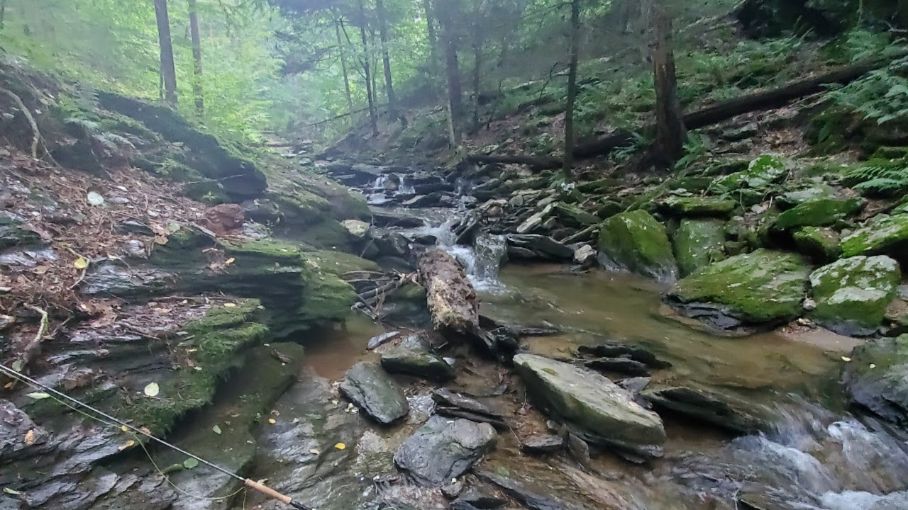 90 Minutes on a SMALL Native Brook Trout Stream | Fly Fishing PA |