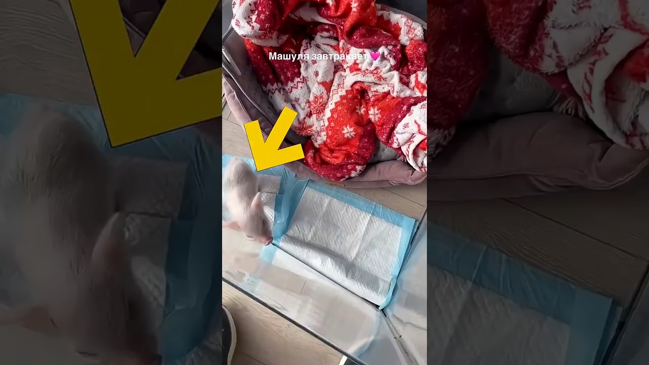 Feed a Hungry Puppy, Get a Happy Heart! 