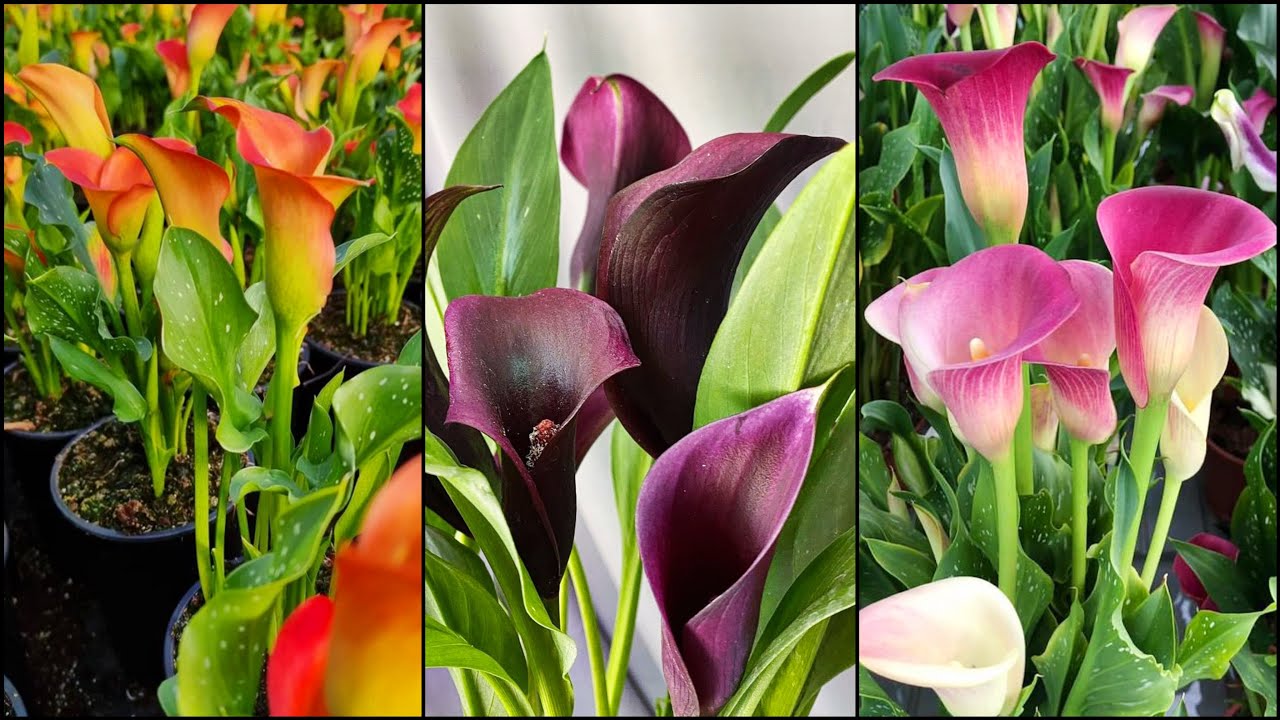 UNICO METODO PARA SACAR NUEVOS ALCATRAZ o CALAS DE COLOR (Zantedeschia aethiopica)