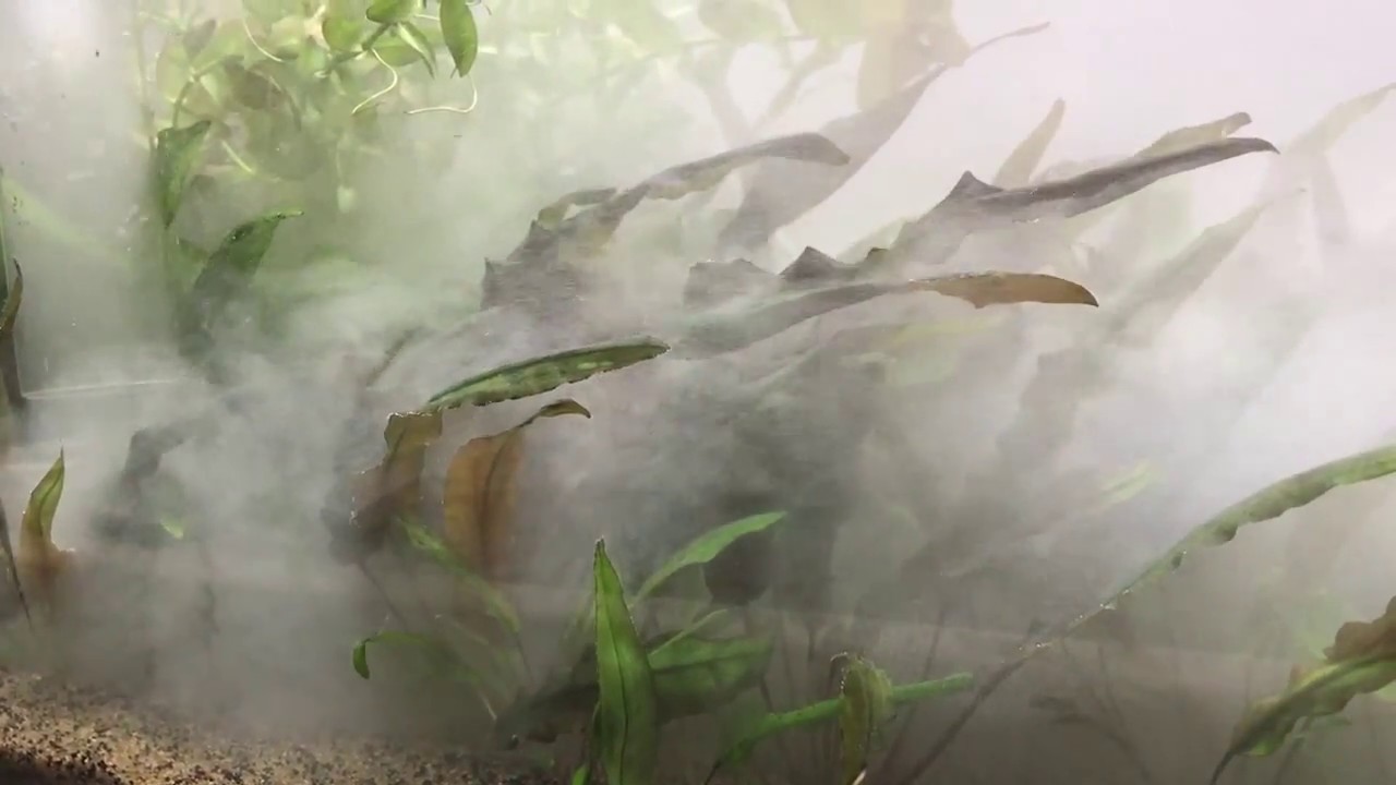 Freshwater Micro Bubble Scrubbing