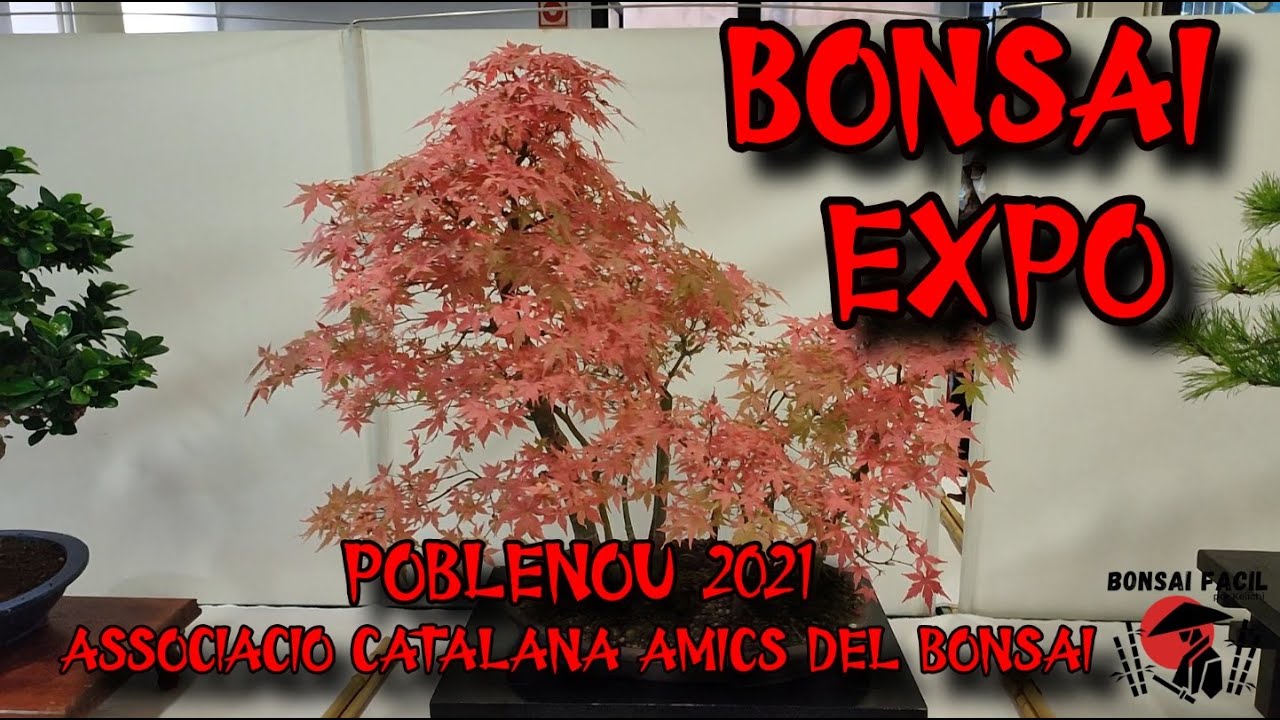 EXPO BONSAI - Poblenou 2021 - Bonsai Facil