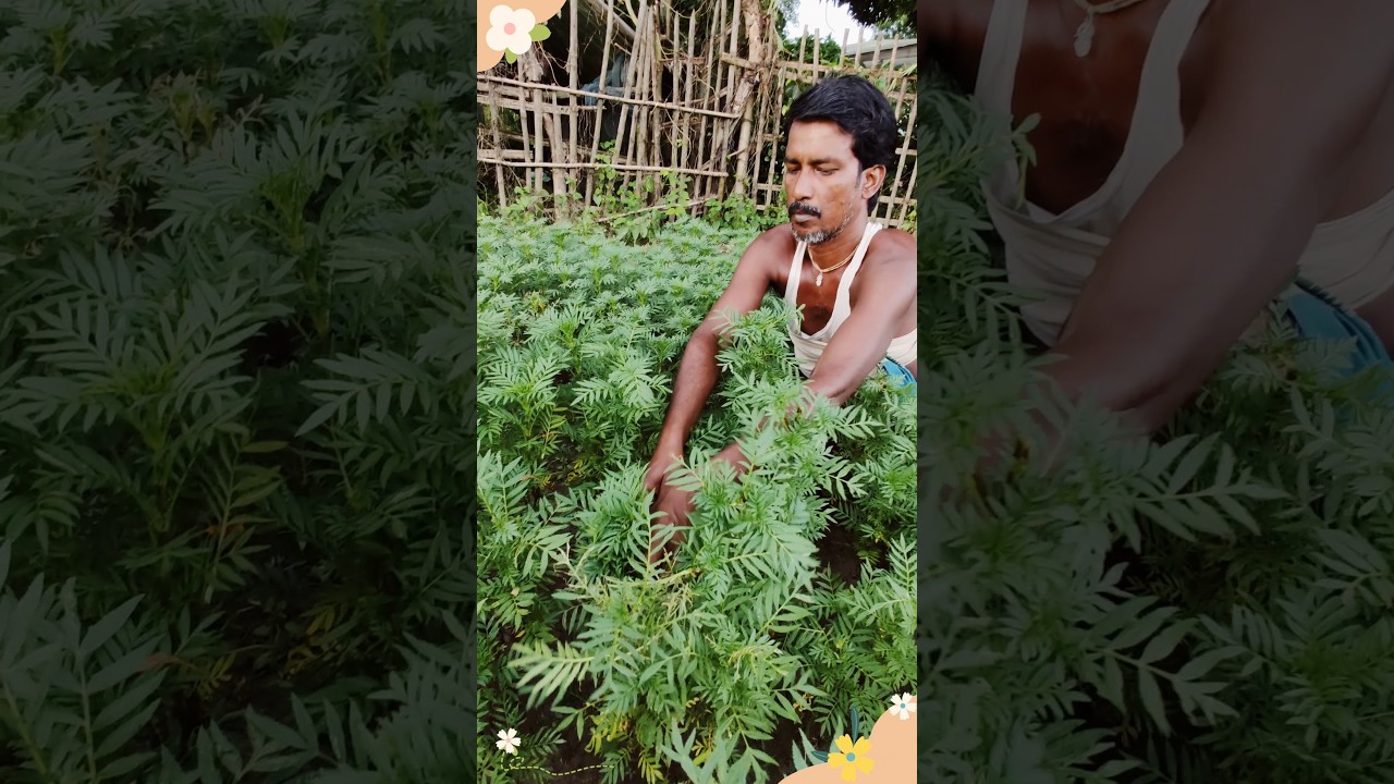 Farmer's Guide to Marigold Stem Cutting: Easy & Effective #shorts