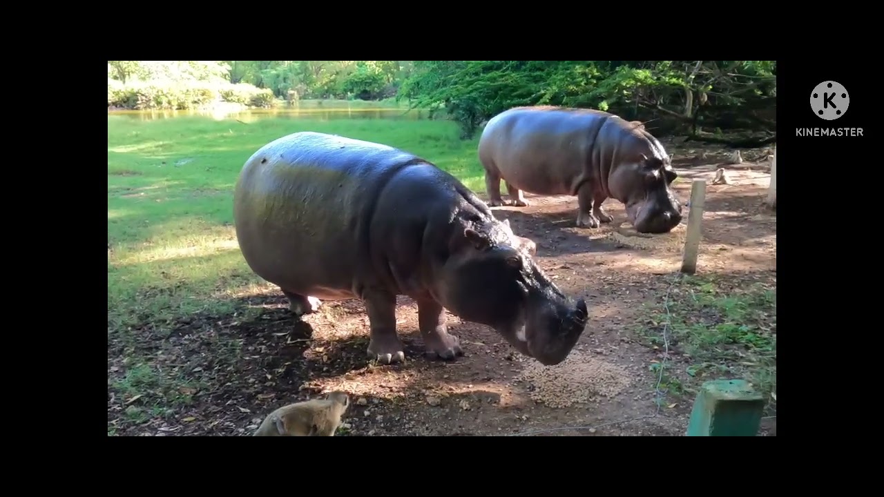 Haller Park.  #bamburi #mombasa  #kenya