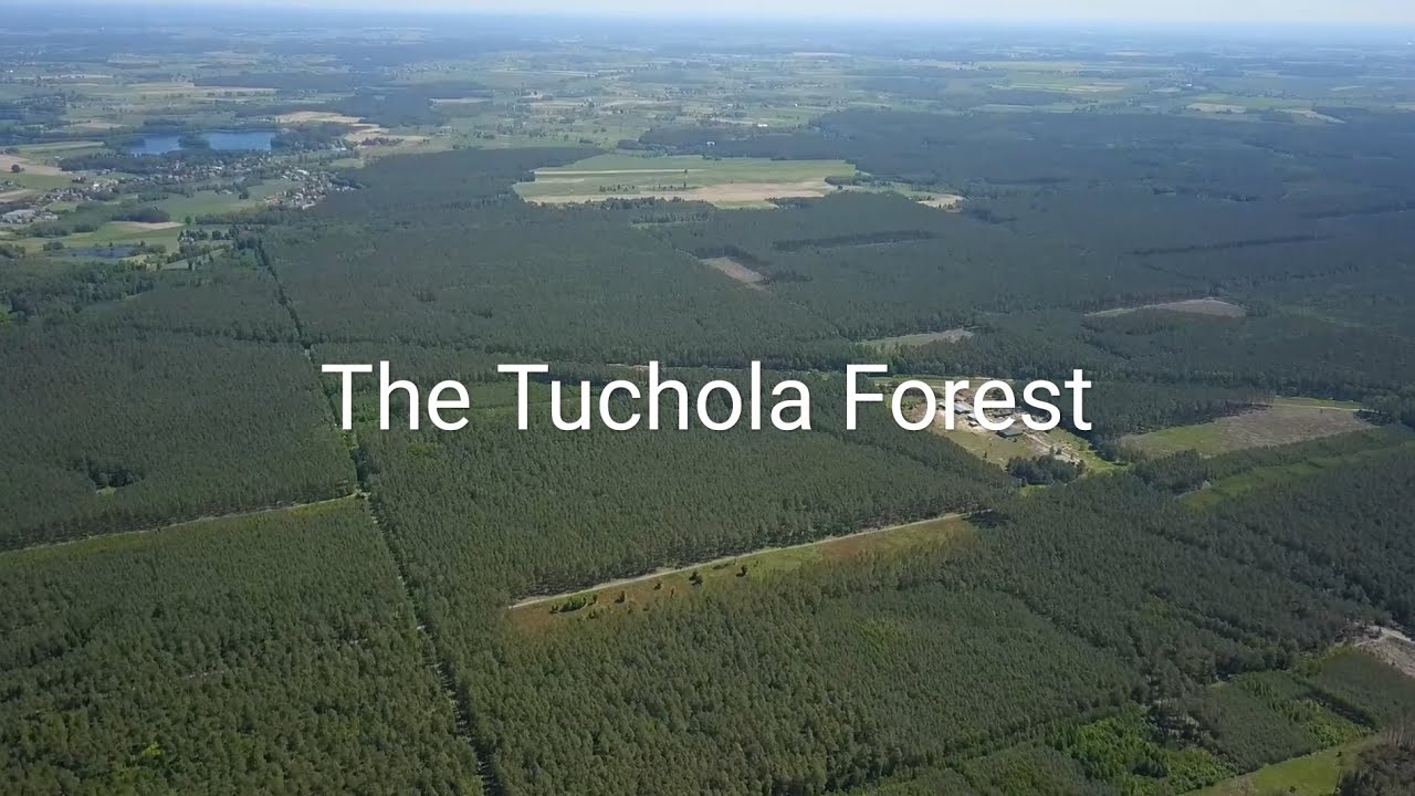 The Tuchola Forest, Poland. Drone footage.