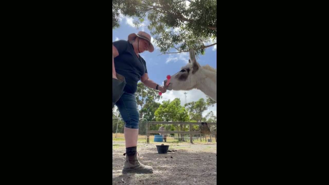 Paddy's new clicker trained trick