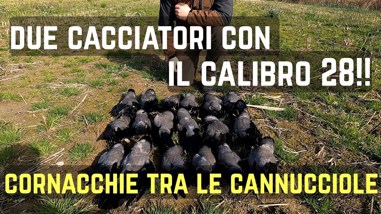 Caccia alle cornacchie con Benelli Black Eagle calibro 28: mattinata di gennaio indimenticabile!!!