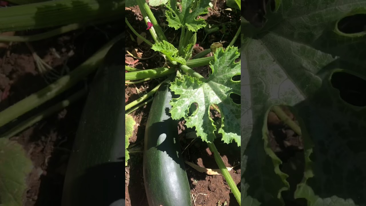 READY TO HARVEST ZUCCHINI 