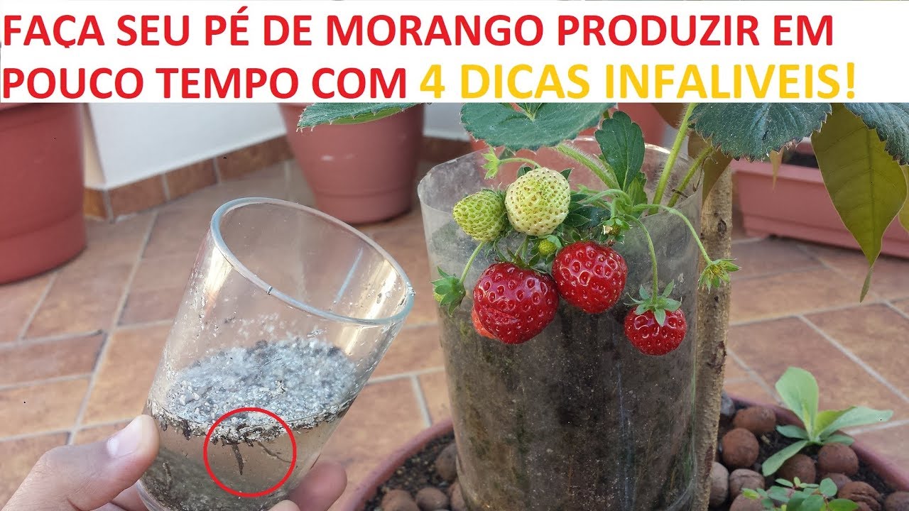 FAÇA SEU PÉ DE MORANGO PRODUZIR EM POUCO TEMPO 4 SUPER DICAS - Cantinho de casa
