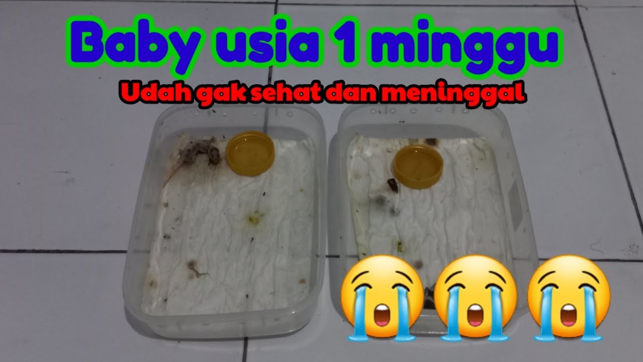 SEKILAS GECKO BABY YANG KURANG SEHAT DAN BERAHIR MENINGGAL.KASIAN