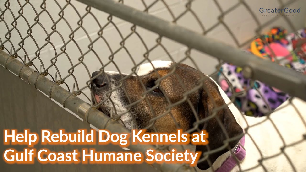 Help Rebuild Dog Kennels at Gulf Coast Humane Society