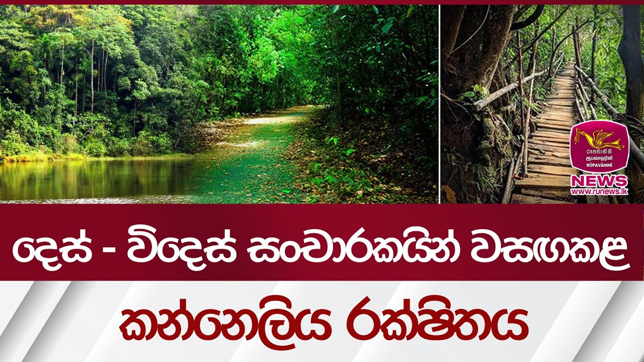 දෙස්වි විදෙස් සංචාරකයින් වසඟකළකන්නෙලිය රක්ෂිත වනය  | Rupavahini News