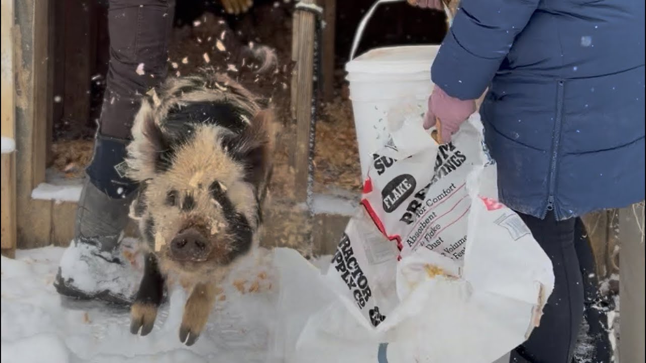 An Afternoon in the Snow | Farm Chores, Chaos & a Flying Pig
