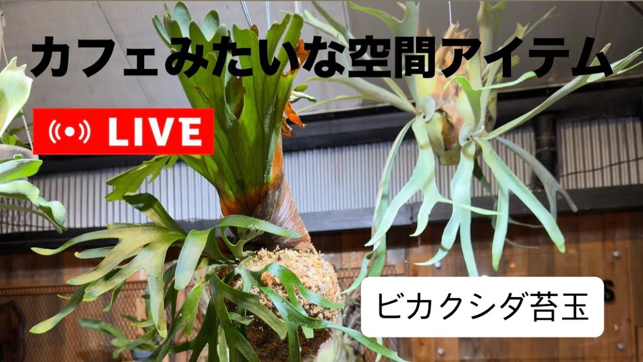 ビカクシダをもっと楽しむために😎苔玉仕立てでスタイリッシュに育てる方法