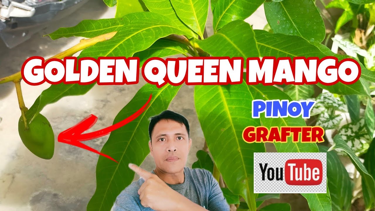 HOW PLANT GOLDEN QUEEN MANGO ON A BIG POLY BAG | HOW CARE FOR YOUR GRAFTED FRUIT TREES