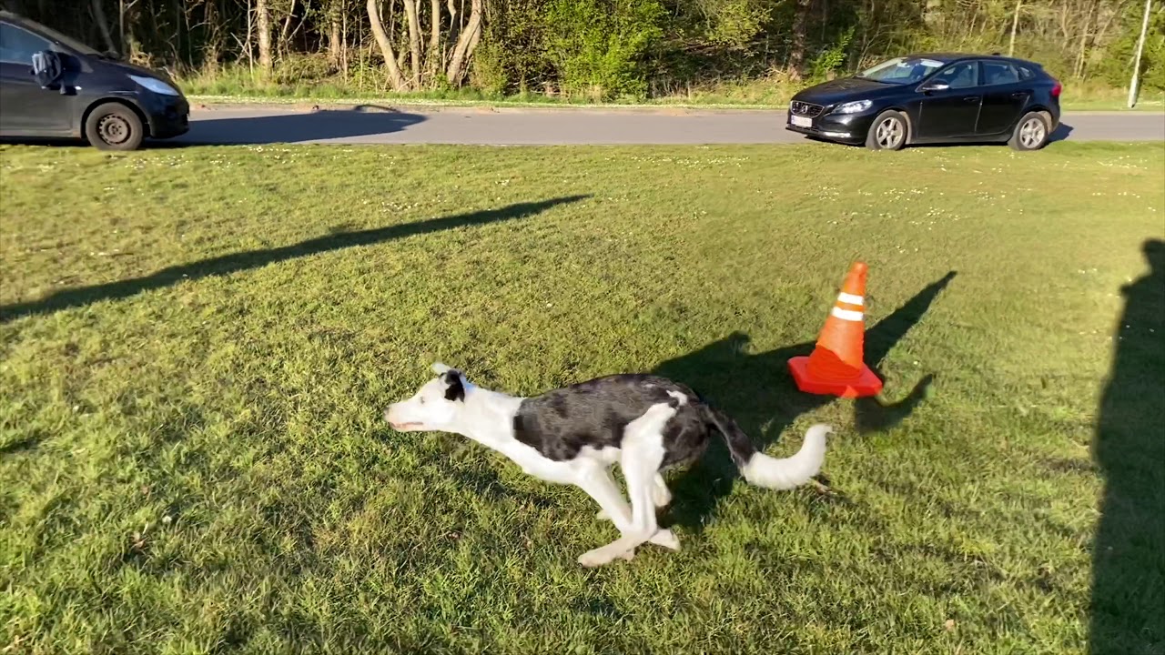 obedience with Jagger