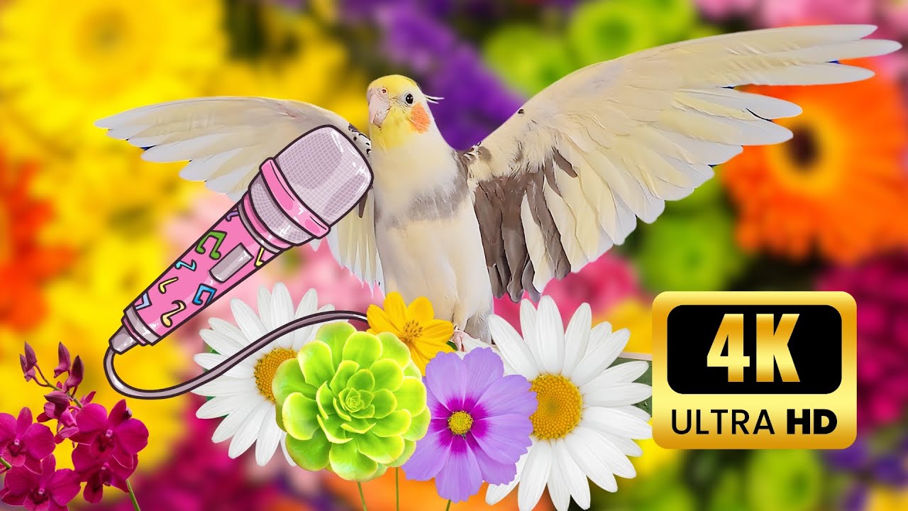 Make your Cockatiel happy and singing🌿  #Parrot #cockatiel #calopsita  #flowers