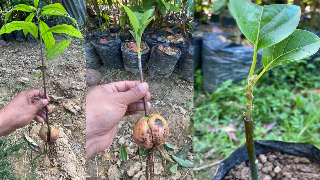 Simple Grafting Avocado From Seed l growing avocado from seed