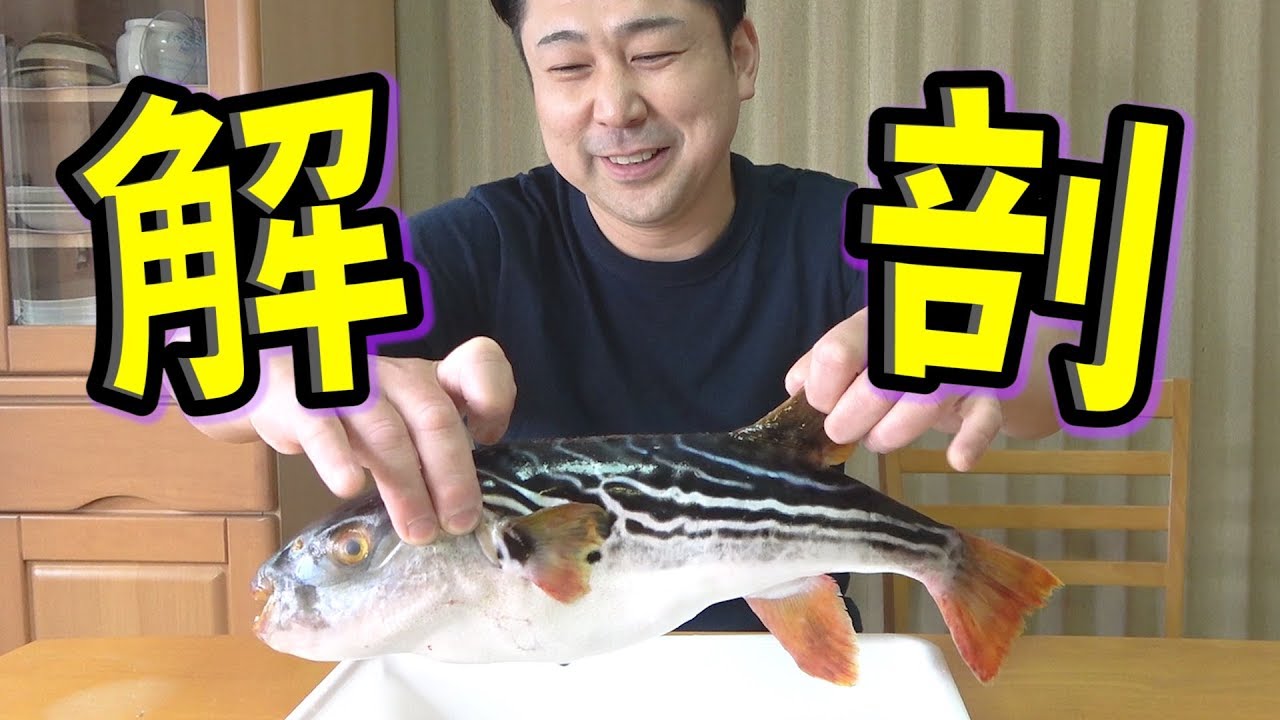 【実技試験】フグの有毒部位と食用部位を解説しつつ美味しさを伝えます！！