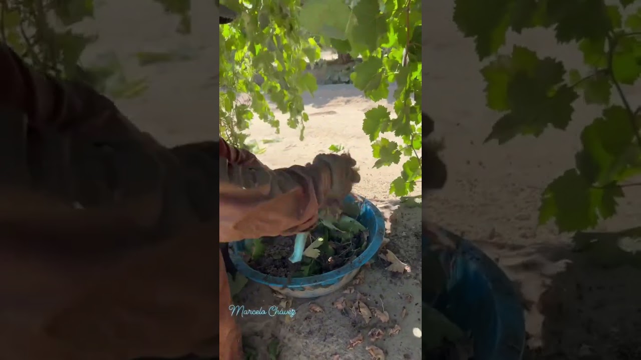 Cosecha de uva