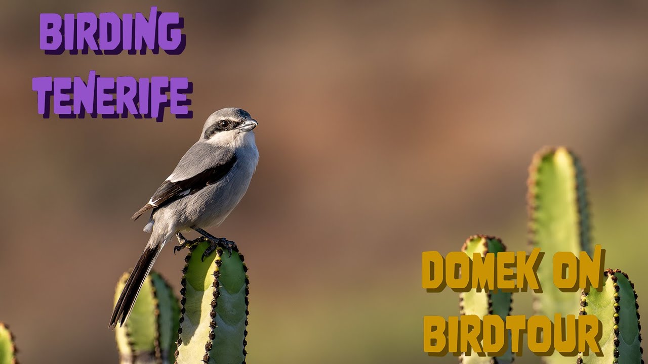 Birding Tenerife
