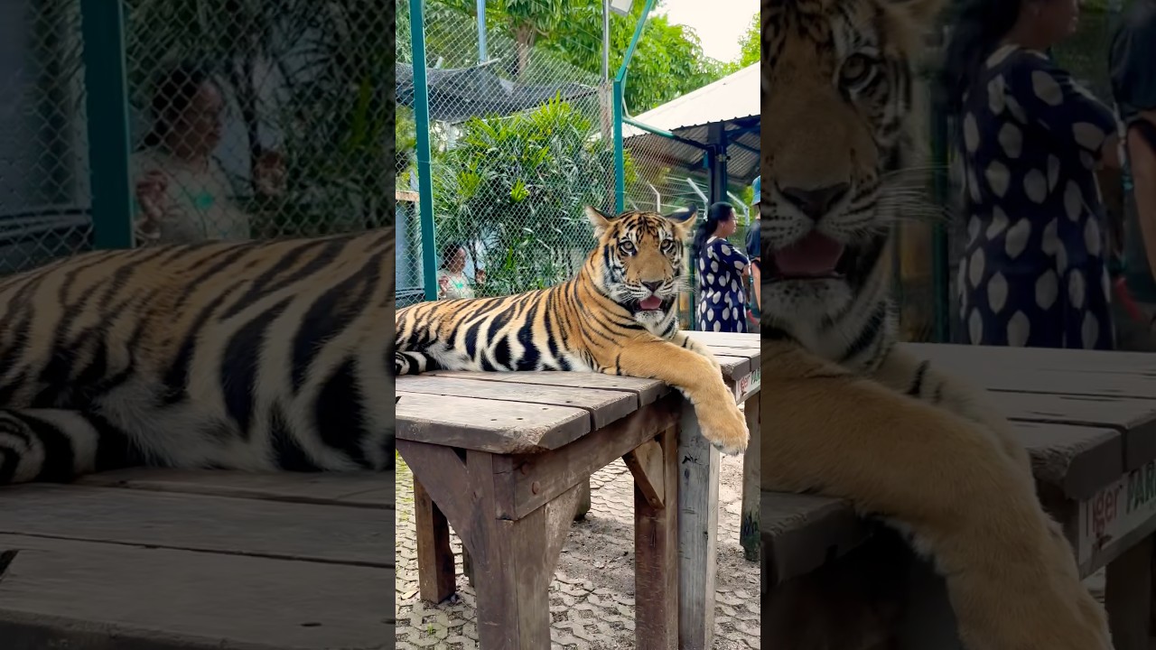 Full Tour Pattaya Tiger Park #tiger #fulltour #pattaya #thailand #icon