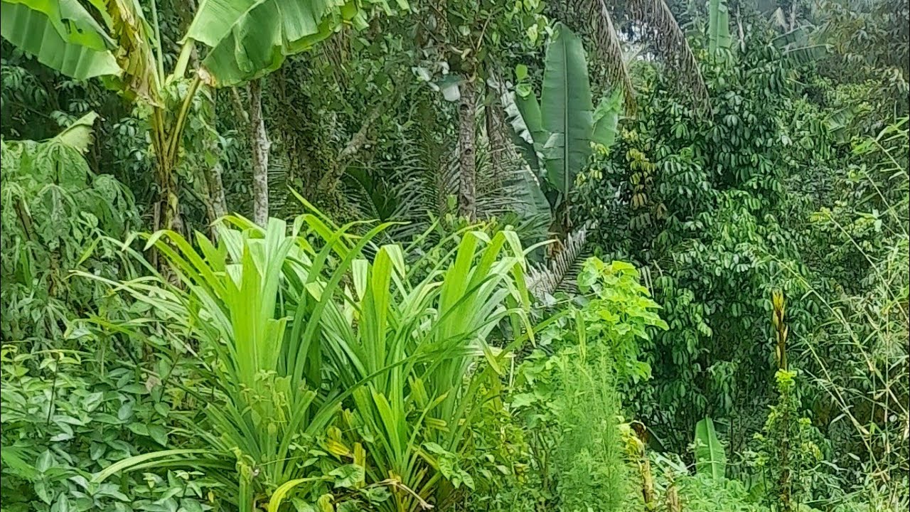 MBAH JAN BERADA DI LERENG GUNUNG KELUD,,KUNJUNGI PENGGEMARNYA