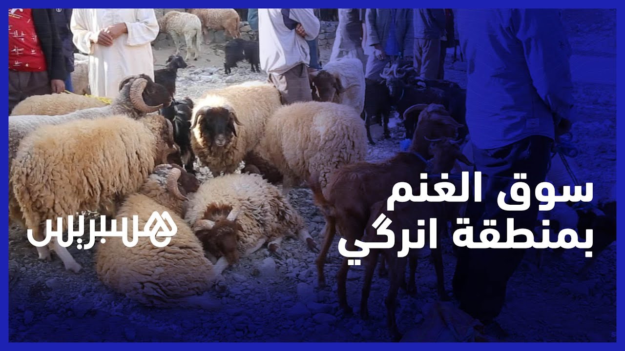 أثمنة مرتفعة مقارنة بالعام الماضي .. تعرف على أسعار الغنم من سوق انرگي بإقليم أزيلال