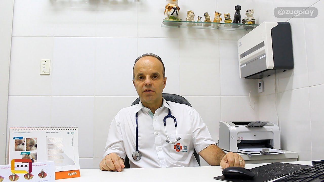 Diabete canina é grave e necessita de tratamento urgente