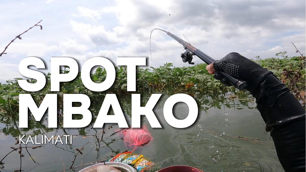 KALIMATI TERKINI || SUDAH ADA PERGERAKAN IKAN, WALAUPUN SEDIKIT LELET