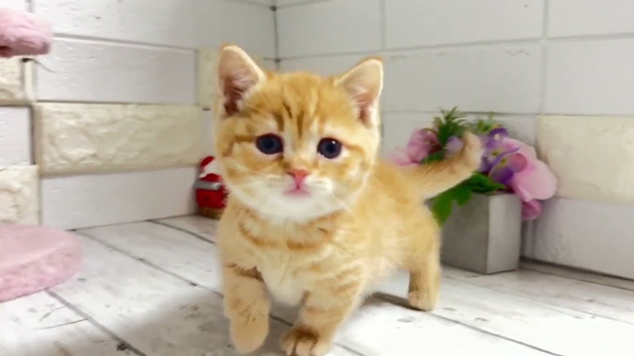 ゆうい×きなこもちから生まれたマンチカンの短足ちゃん♡③