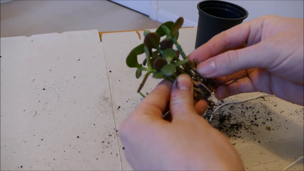 Fusing Multiple Jade Plant Cuttings Into One Trunk
