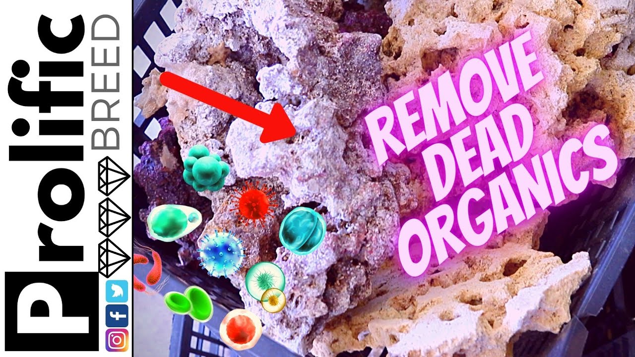 HOW TO CURE DRY REEF ROCK WITH BLEACH | BUDGET REEF TANK