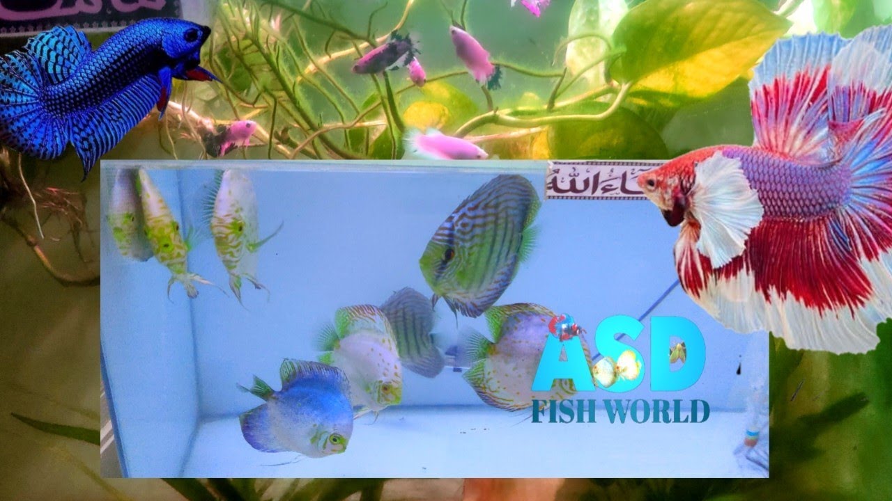 FEEDING TIME FOR MY LOVELY FISH WITH AYESHA @ASDFISHWORLD 