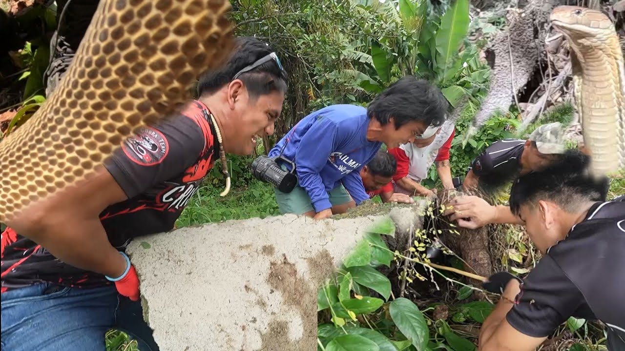 NAT*KLAW AT NAHULI ANG MGA JUMBO COBRA SA  TANIMAN NG MGA FARMERS