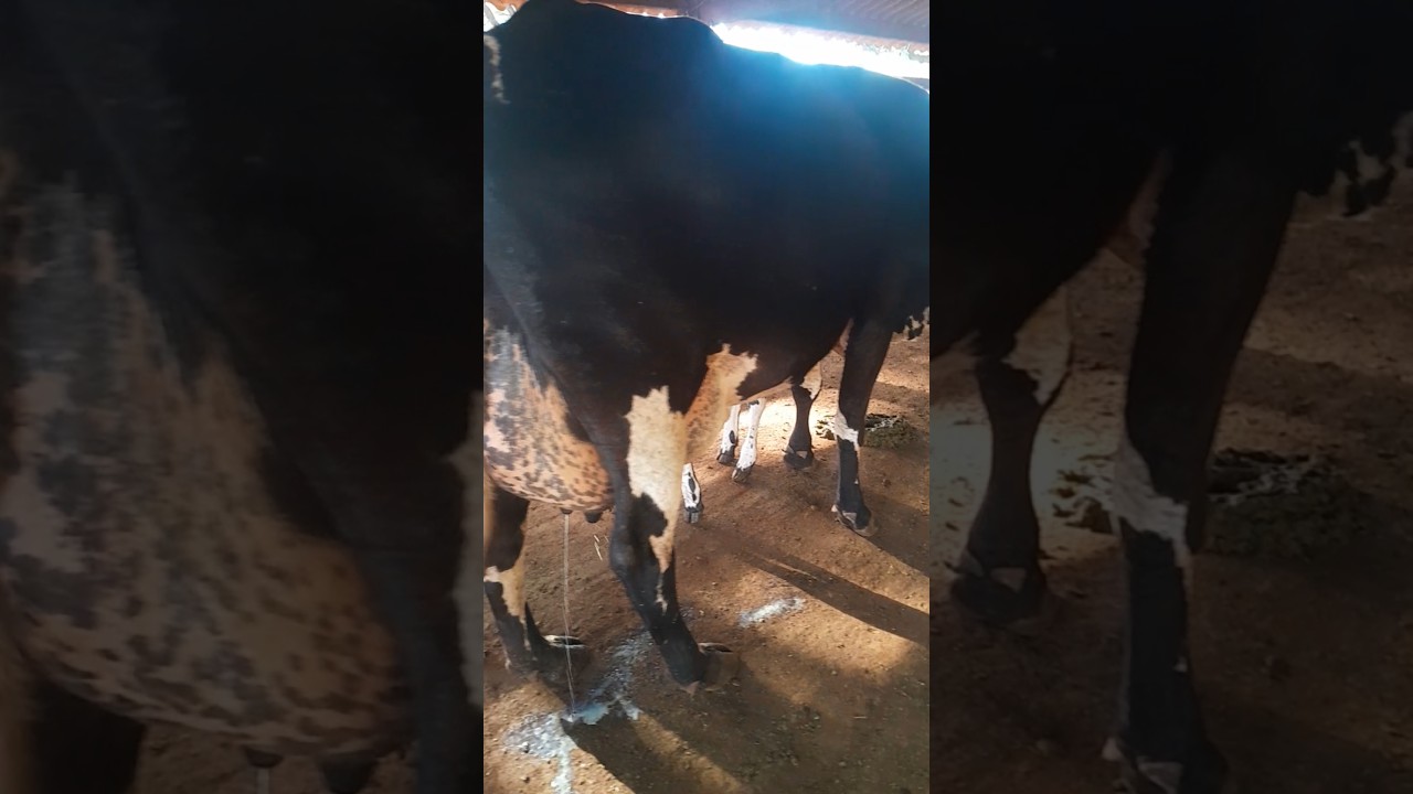 a novilha  girolanda.dando 25 litro de leite na primeira  cria de femia