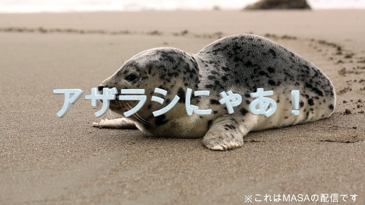 【ﾎﾝｼﾞﾂﾓｵﾂｶﾚｻﾏﾃﾞｼﾀ】雑談＆お絵描き配信！（ほぼ雑談）