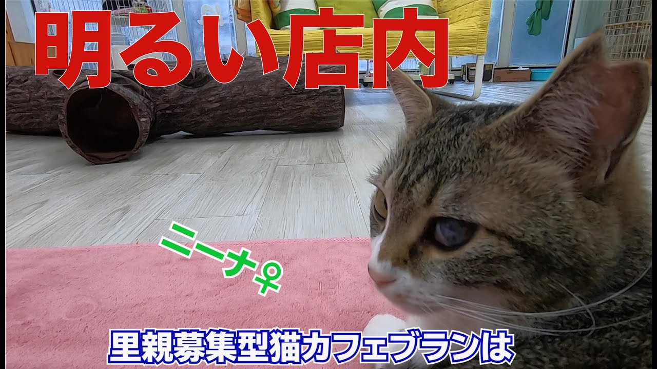 【保護猫カフェ】【猫カフェブラン】里親募集型猫カフェブランへいってきました。偶然にもMARCOさんに遭遇! 写真展情報もあります。
