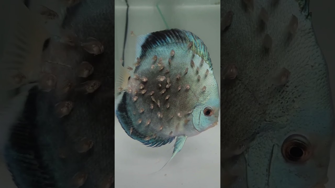 Amazing Discus Fish 🐠 with Babies 😱😍💯| Fish Breeding 