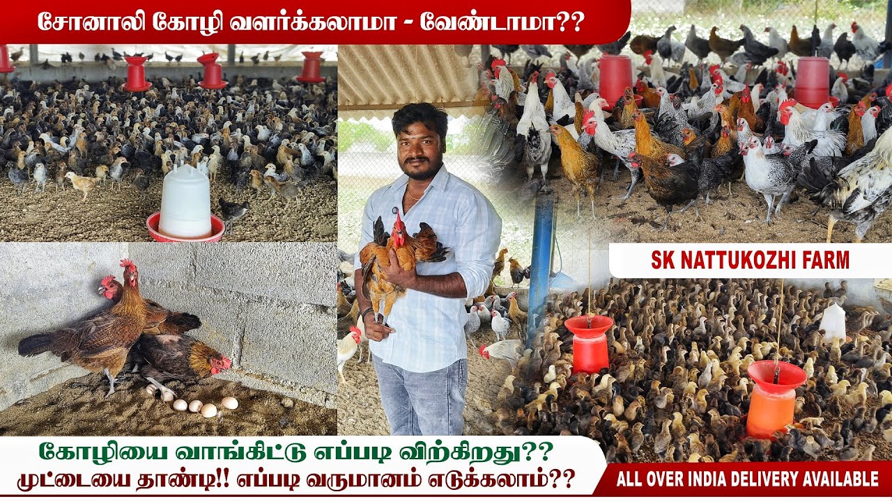🐣🐓சோனாலி கோழிக்கு *Market* - இல்லை ‼️சோனாலி கோழி பற்றிய கேள்விகளும், பதில்களும்!!